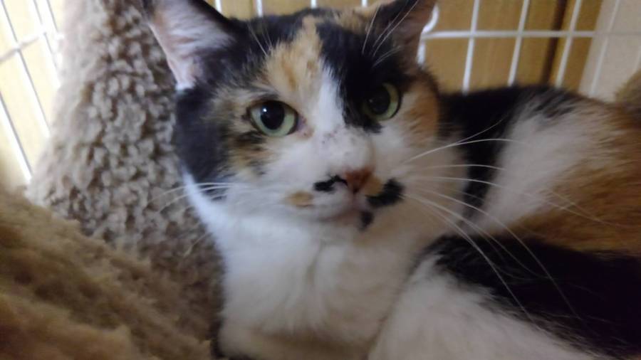 丸顔が可愛い三毛猫の女の 宮城県 猫の里親募集 ペットのおうち 月間利用者150万人