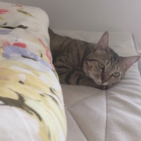 ゆに