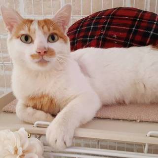猫が大好き！おとなし〜い茶シロ君