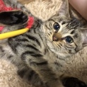 生後5ヶ月の子猫♀