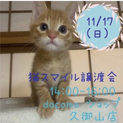 ねこの譲渡会＠ドコモショップ  サムネイル2