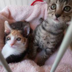 ねこの譲渡会＠ドコモショップ  サムネイル3