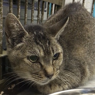 茶毛単色の成猫メス