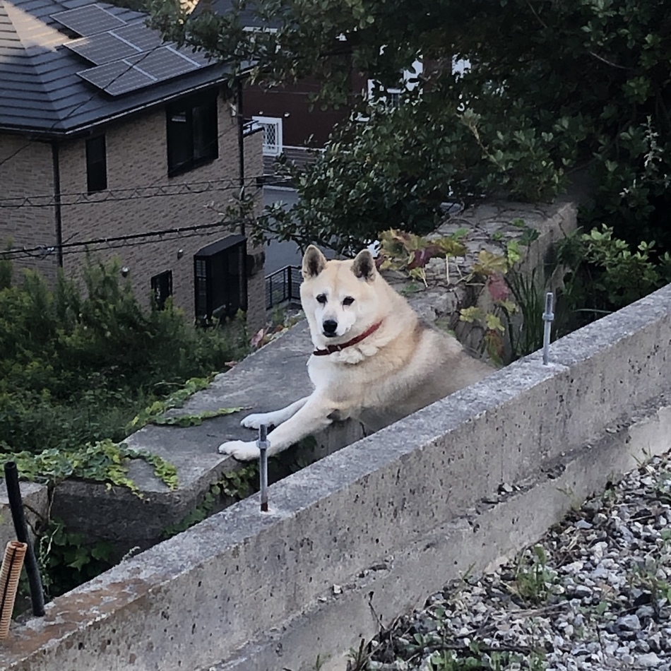 こはるのカバー写真
