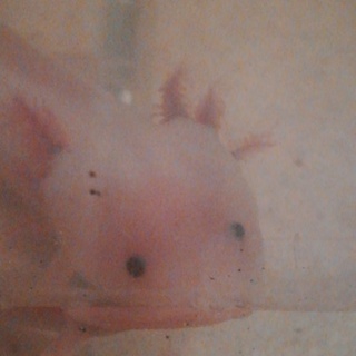 人懐っこく寄ってきます