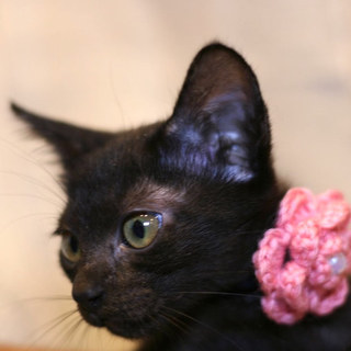 トライアル中のため募集一時停止中、あけびちゃん♀