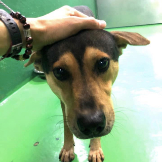 里親決定しました✨✨ありがとうございました