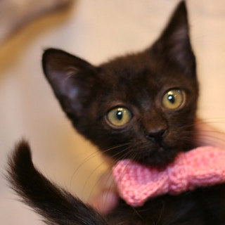 トライアル中のため募集一時停止中、ざくろちゃん♀