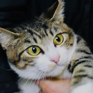 トライアル中のため募集一時停止☆かのこちゃん