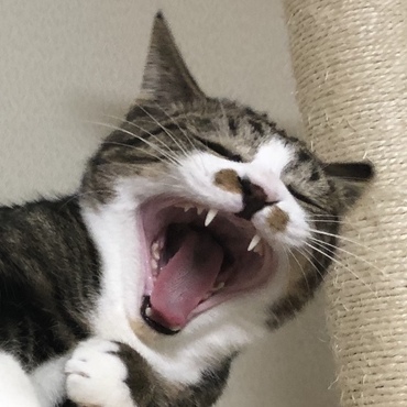 とても眠いのです