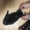 サビ子猫♀（生後2ヶ月）甘えん坊♪ サムネイル3