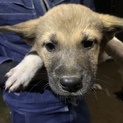 子犬生後約2ヶ月～3ヶ月