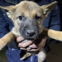 子犬生後約2ヶ月～3ヶ月