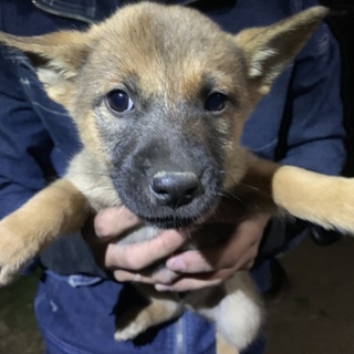 子犬生後約2ヶ月～3ヶ月