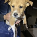 子犬生後約2ヶ月～3ヶ月