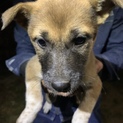 子犬生後約2ヶ月～3ヶ月