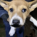 子犬生後約2ヶ月～3ヶ月