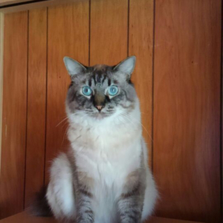 お目目まん丸❣️お顔まん丸❣️ブルーアイの男の子♪