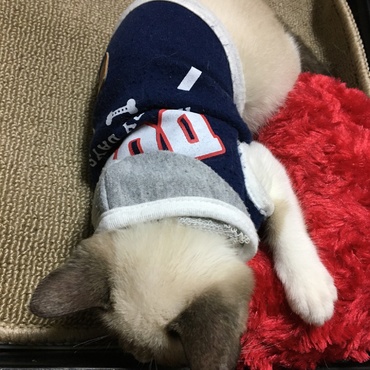 の写真