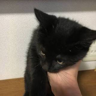黒猫　男の子の里親決定!!