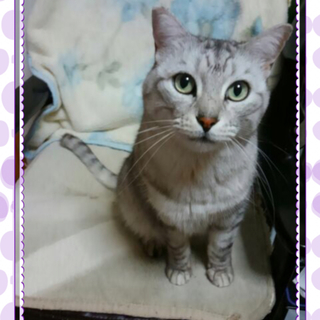 グレー系キジ白のイケニャンくん♪