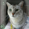 グレー系キジ白のイケニャンくん♪ サムネイル2