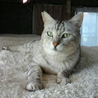 グレー系キジ白のイケニャンくん♪ サムネイル3