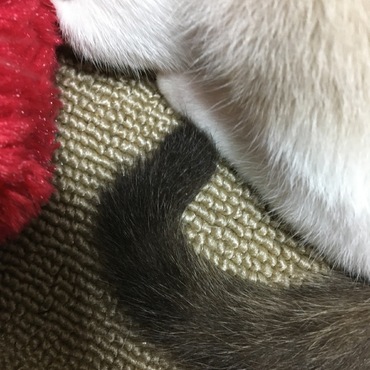 幸運のカギシッポだあー