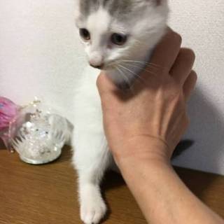 可愛い白キジ男の子　里親さん決定!!