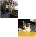 里親募集！ 子猫4匹です！