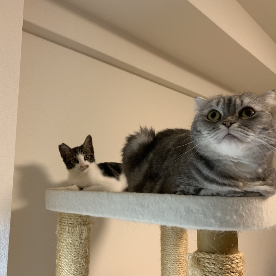 さくらのカバー写真