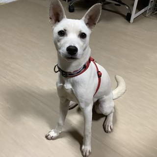 ピタッと寄り添う甘えん坊「サラ」