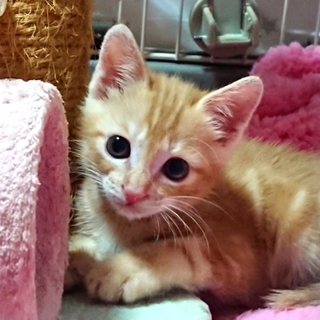 【11/17東銀座】ナッツくん1ヵ月半アメショ風