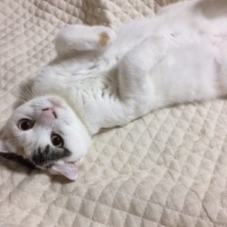 【急募】白玉団子のようなスコティッシュmix  