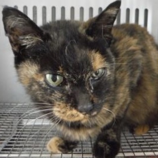 里親さまに迎えられました。成猫 性別不明 271