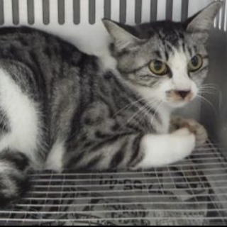 里親様に迎えられました。成猫 性別不明 272