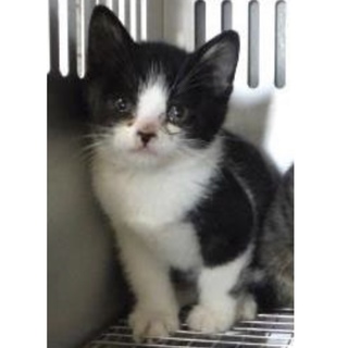 里親様に迎えられました。子猫♀274