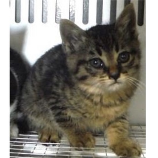 里親様に迎えられました。子猫♀275