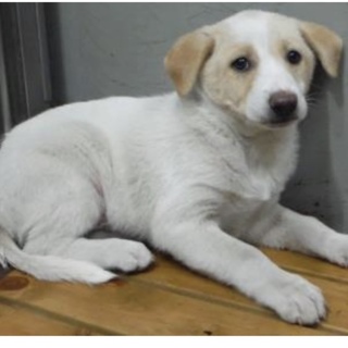 里親様に迎えられました。子犬♂276