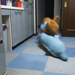 イルカとの戦い