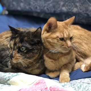 可愛い猫姉妹をもらってください！