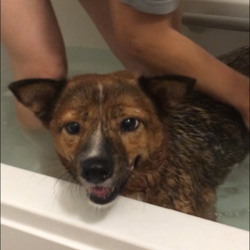 「ついにお風呂に入ったよ」サムネイル2