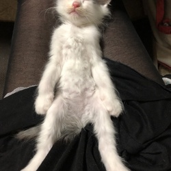 暴れん坊将軍猫さん