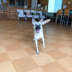 犬猫譲渡会 サムネイル1