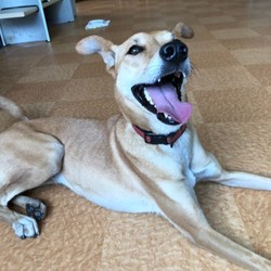 犬猫譲渡会 サムネイル2