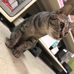 犬猫譲渡会 サムネイル3