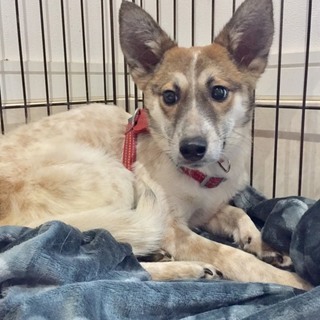 この子を助けてください。