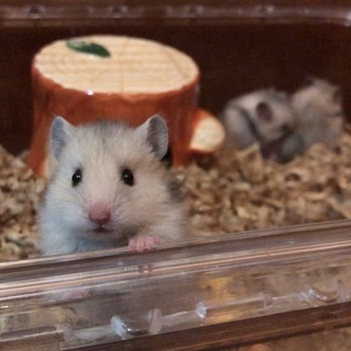 ★10/16生まれ カラーハムスター里親さん募集★