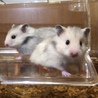★10/16生まれ カラーハムスター里親さん募集★ サムネイル2