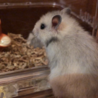 ★10/16生まれ カラーハムスター里親さん募集★ サムネイル3
